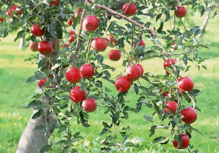 苹果会招来什么虫，苹果种植过程必知的虫害常识