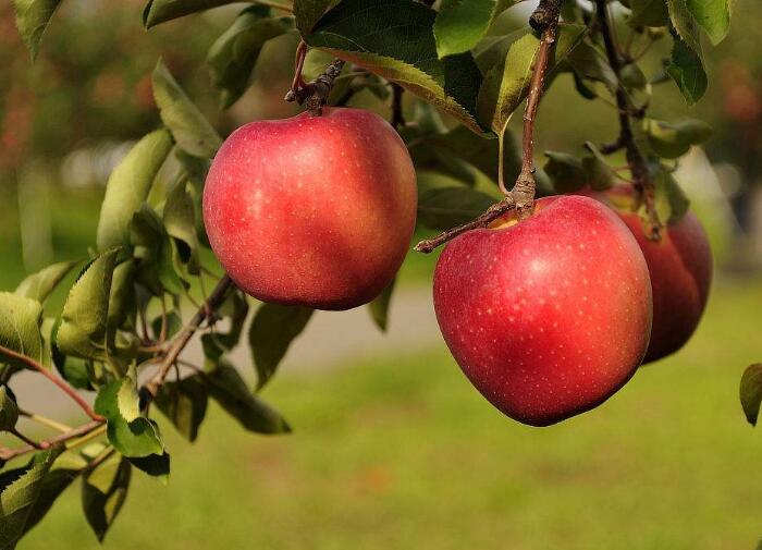 苹果会招来什么虫，苹果种植过程必知的虫害常识
