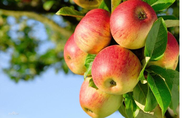 苹果的营养价值及食用功效，每天一苹果吃出幸福与健康