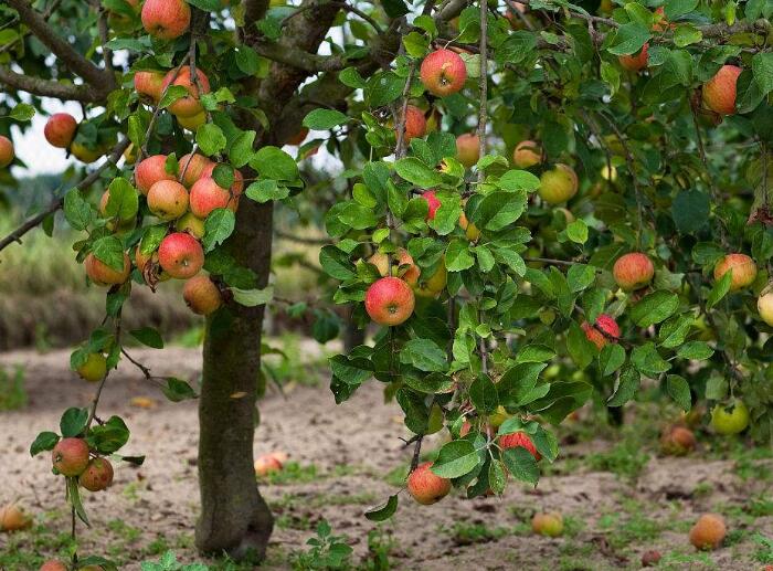 苹果树的栽培技巧，助果农朋友种出高质量苹果