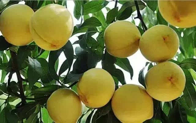 黄桃的热量是多少 吃黄桃会胖吗(少吃还有助减肥)