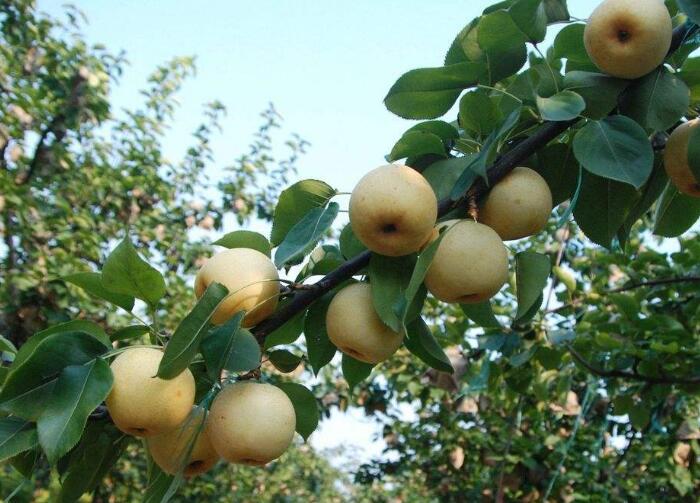 梨子的种植方法推荐，这样种梨子健康又美味