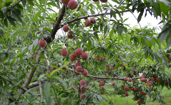 桃子的种植方法介绍，非常有用的栽培种植技术
