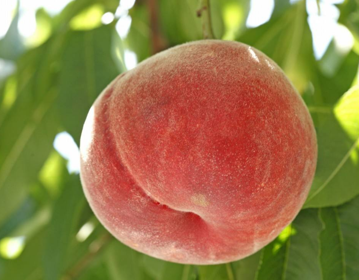 还没长成熟的桃子图片，你有见过吗？