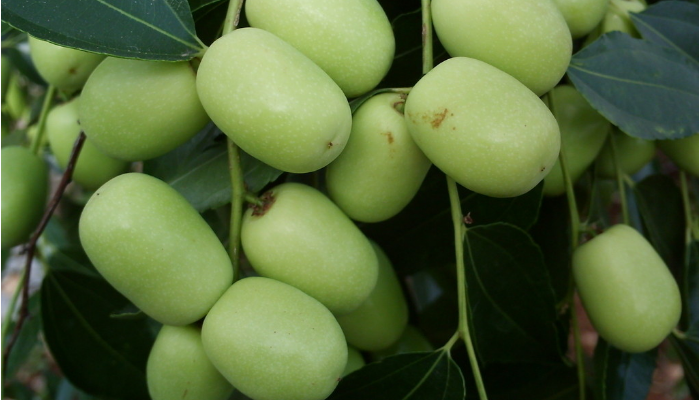 枣子的种植方法，如何种植可以提高枣子的产量
