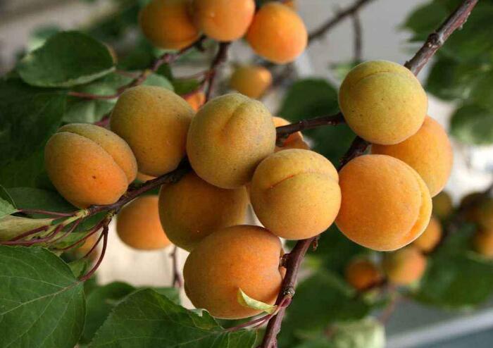 杏子的种植方法，催芽播种技巧你一定要掌握