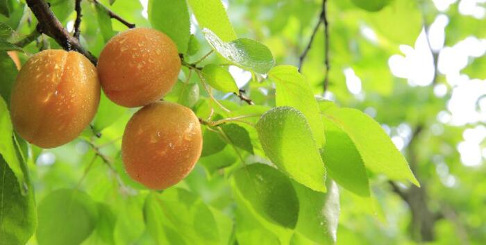 新鲜的杏子图片，让人看了还想看