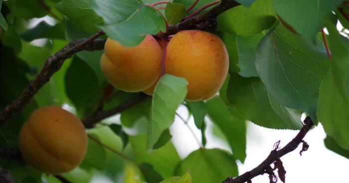 新鲜的杏子图片，让人看了还想看