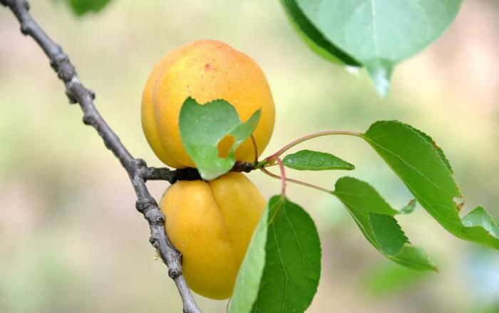 美味可口的杏子图片，让你吃起来就合不拢嘴