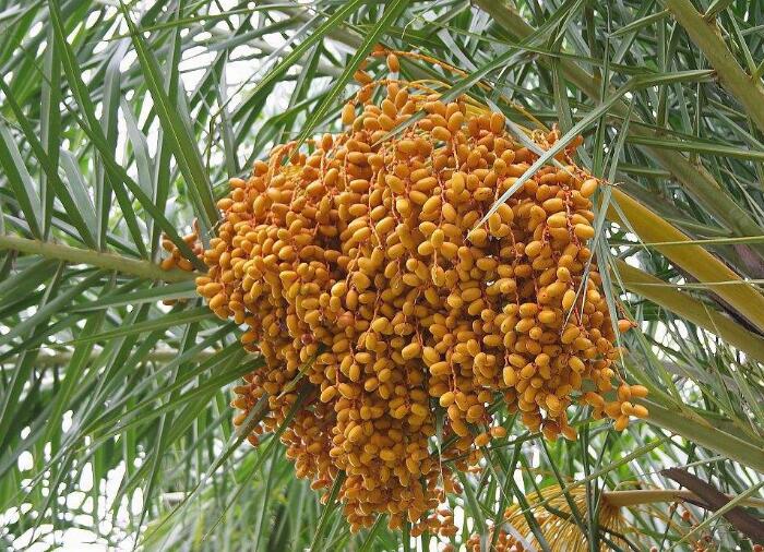 详解椰枣的种植方法，如何种出高质量椰枣树？