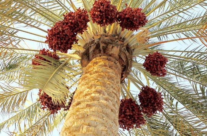 详解椰枣的种植方法，如何种出高质量椰枣树？