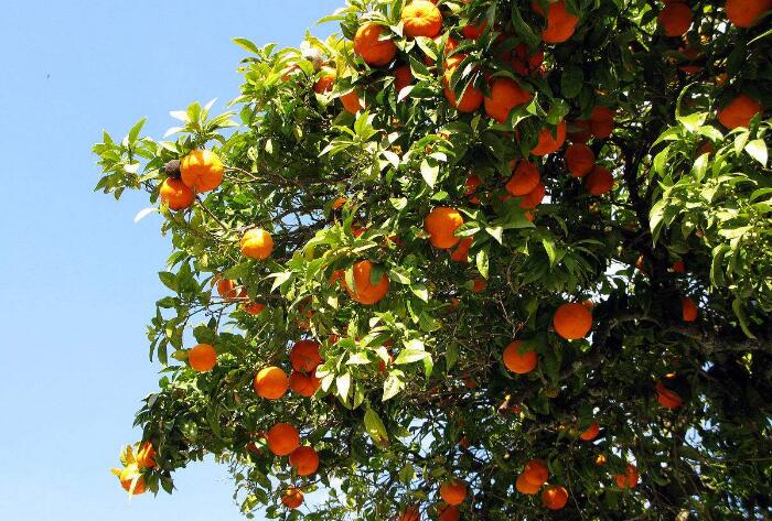 橘子的种植方法介绍，橘子树照这样种倍儿棒