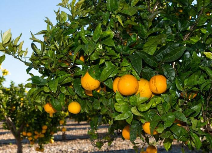 橘子的种植方法介绍，橘子树照这样种倍儿棒