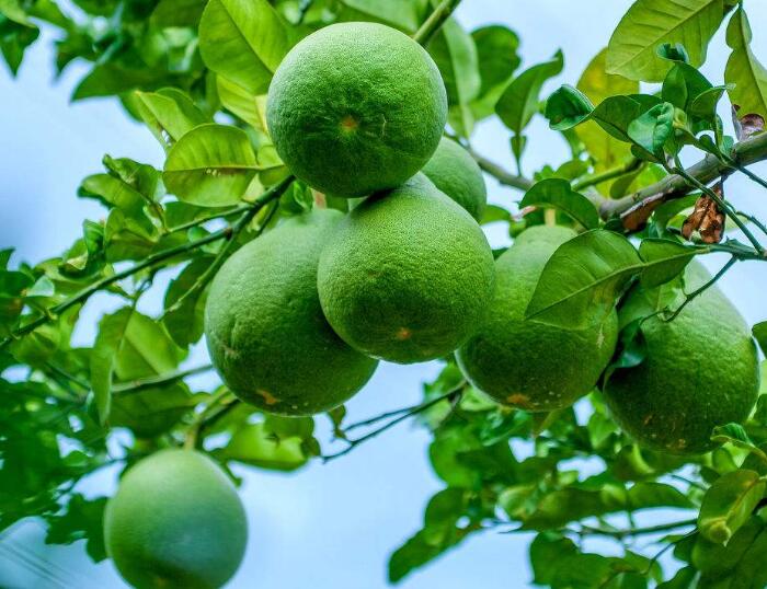 详解柚子的种植方法，怎样种出好吃又养颜的柚子？