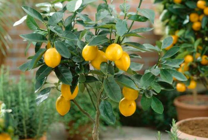 柠檬的种植方法，幼树应该如何管理