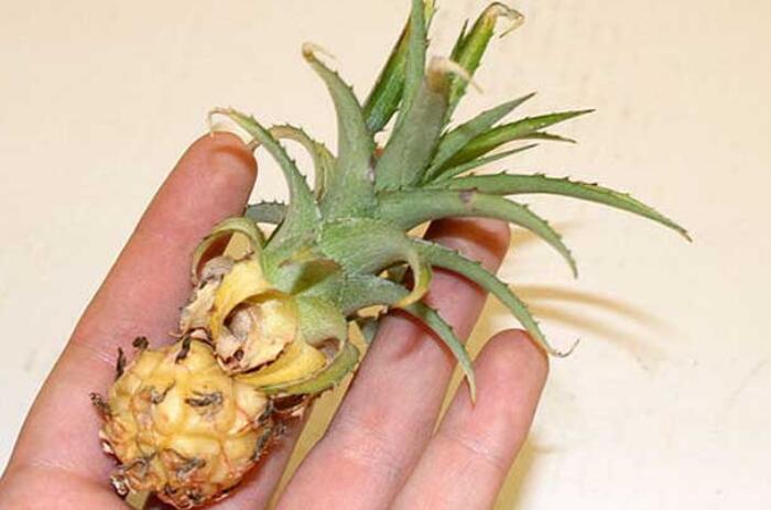 盆栽菠萝的种植方法，让你在家中也能够种菠萝