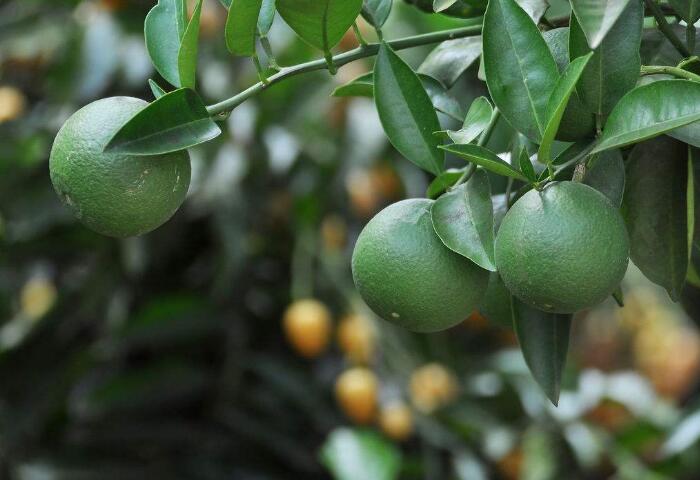 柑子的种植方法，怎么种植柑子树产量最高？