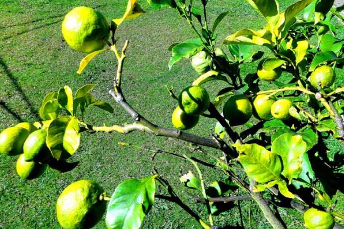 柠檬的种植方法，幼树应该如何管理