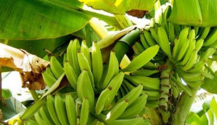 香蕉的种植方法，教你如何种出好香蕉