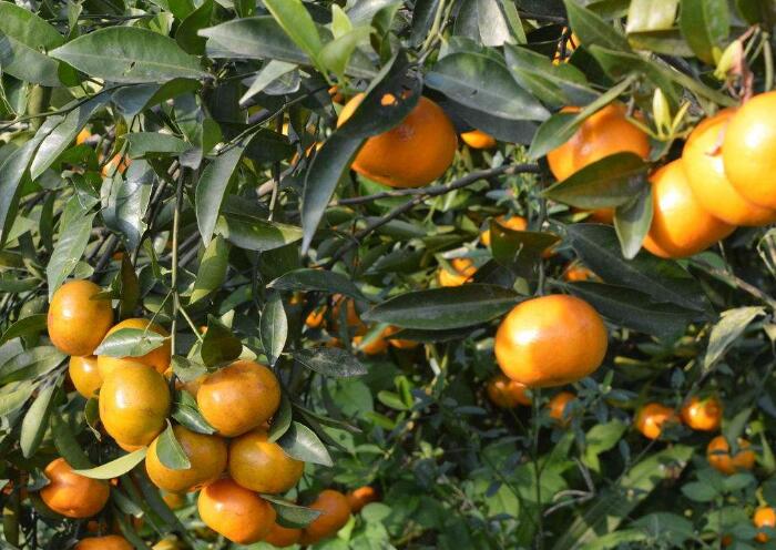 柑子的种植方法，怎么种植柑子树产量最高？