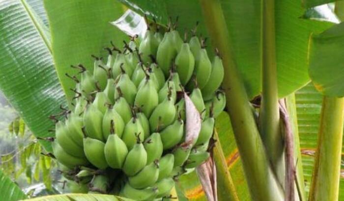 香蕉的种植方法，教你如何种出好香蕉