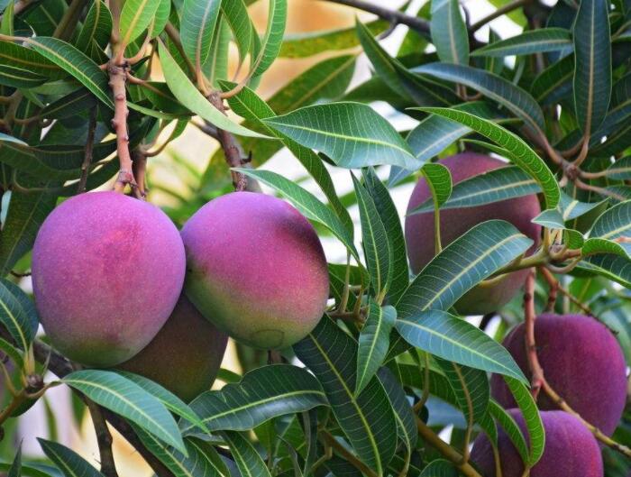 芒果的种植方法详解，如何种出高产量芒果？