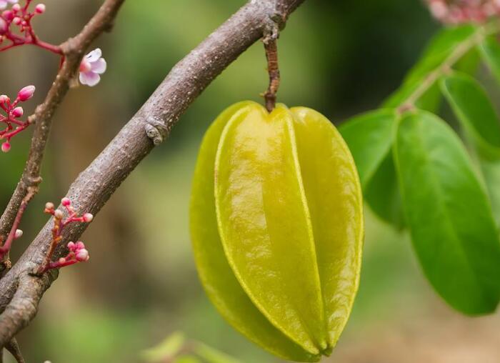 杨桃的种植方法，种植杨桃你的方法用对了吗？