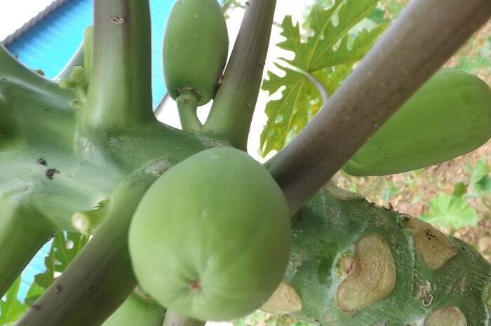番木瓜的种植方法，木瓜怎么种植才能高产？