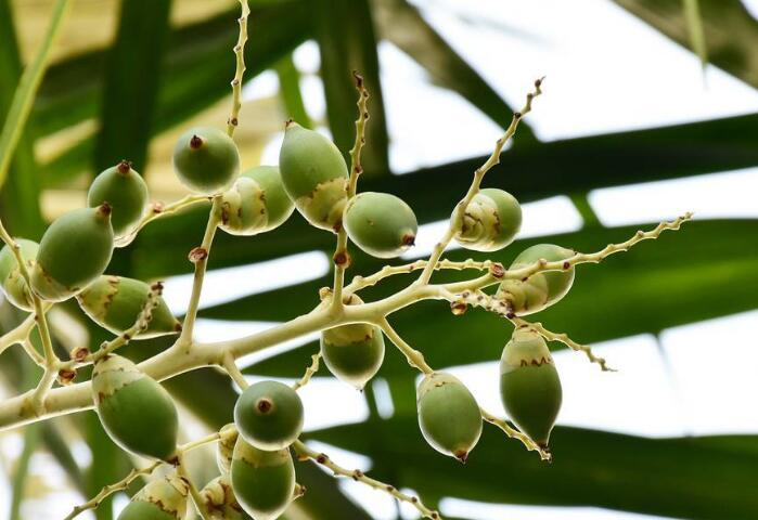高大饱满槟榔的种植方法，种植过程中要注意哪些问题？