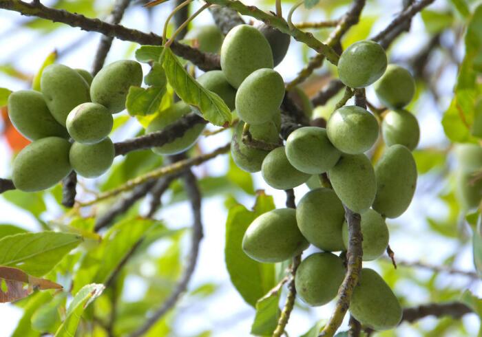 香甜可口橄榄的功效与作用，常吃橄榄对人体有哪些好处？