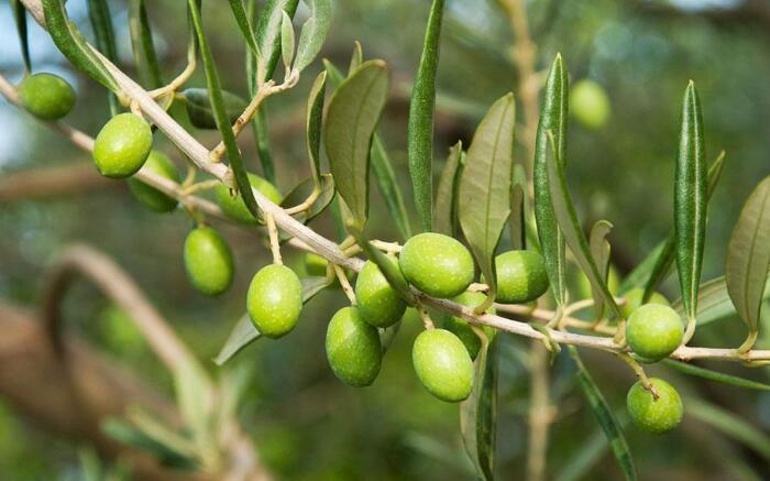 “天堂之果”橄榄的种植方法，橄榄最佳种植时间是什么时候？