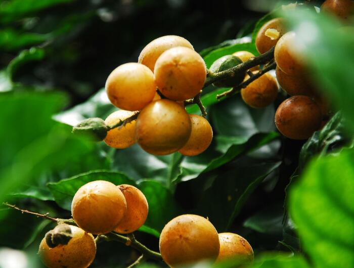 黄皮果怎么种植及幼树如何管理，详解黄皮果种植方法