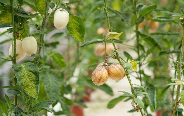 “仙果”人参果的种植方法，人参果栽培方法及注意事项