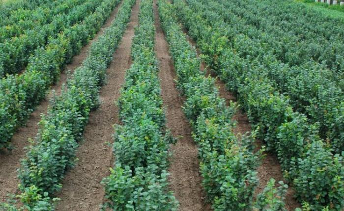榛子的种植方法，不容忽视的榛子种植管理方法
