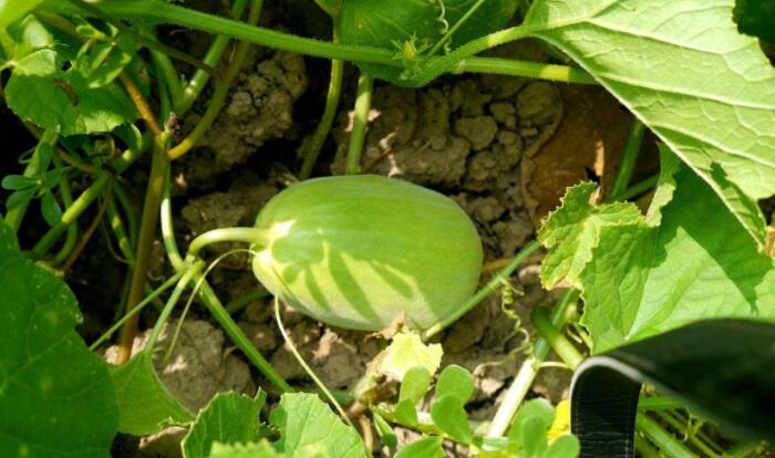 白兰瓜的种植方法有哪些？三个方面缺一不可