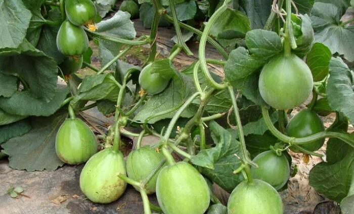 白兰瓜的种植方法有哪些？三个方面缺一不可