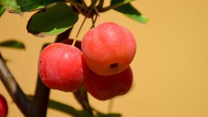 海棠是寒性还是热性，教你如何判断水果的性质？